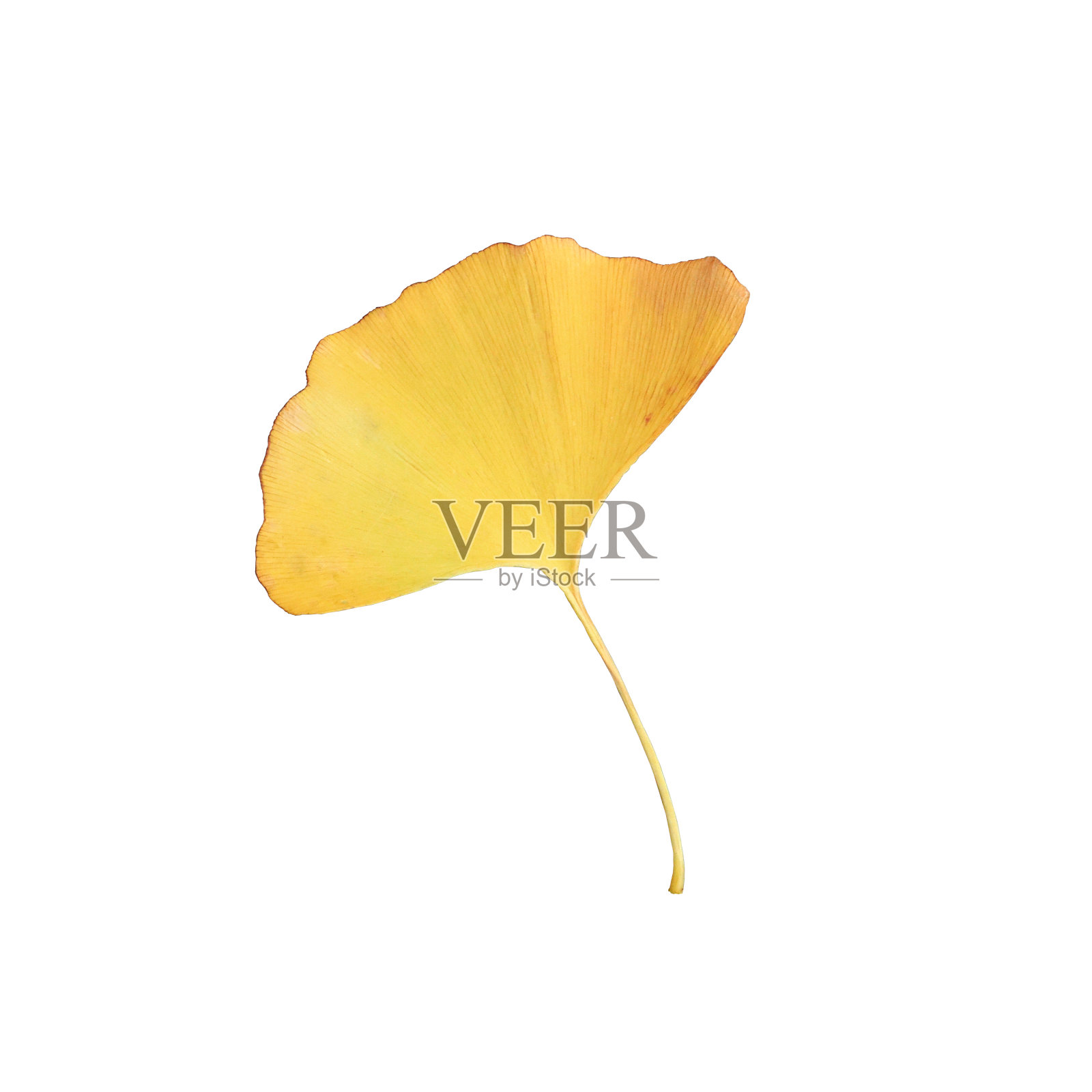 一张剪下来的银杏落叶的照片。照片摄影图片