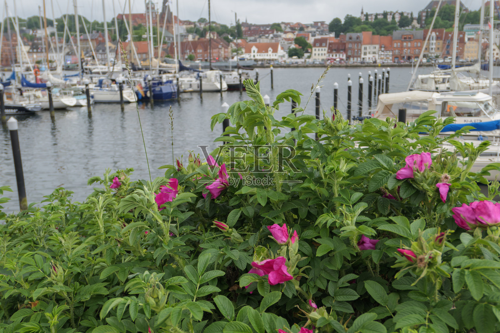 波罗的海的弗伦斯堡城照片摄影图片