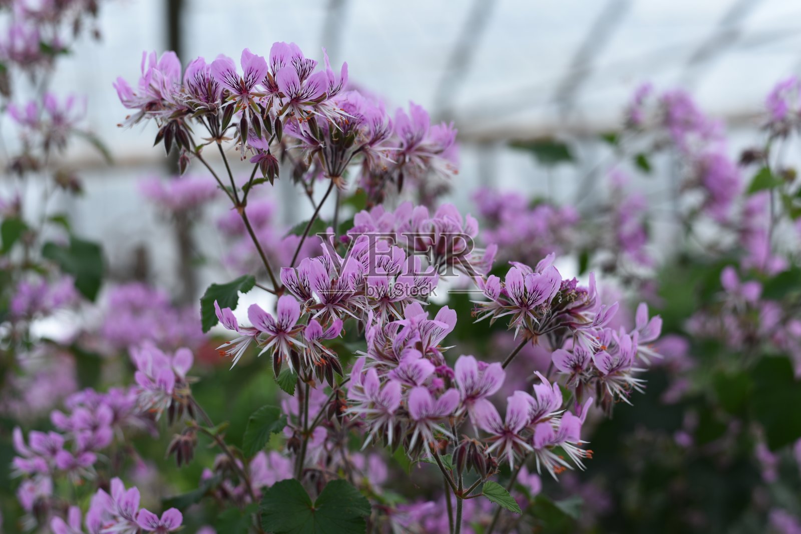 特写的粉红色花与紫色斑点的刺茎天竺葵或刺茎天竺葵(天竺葵echinatum W. Curtis)，原产于南非。天竺葵、天竺葵或鹳鸟属照片摄影图片