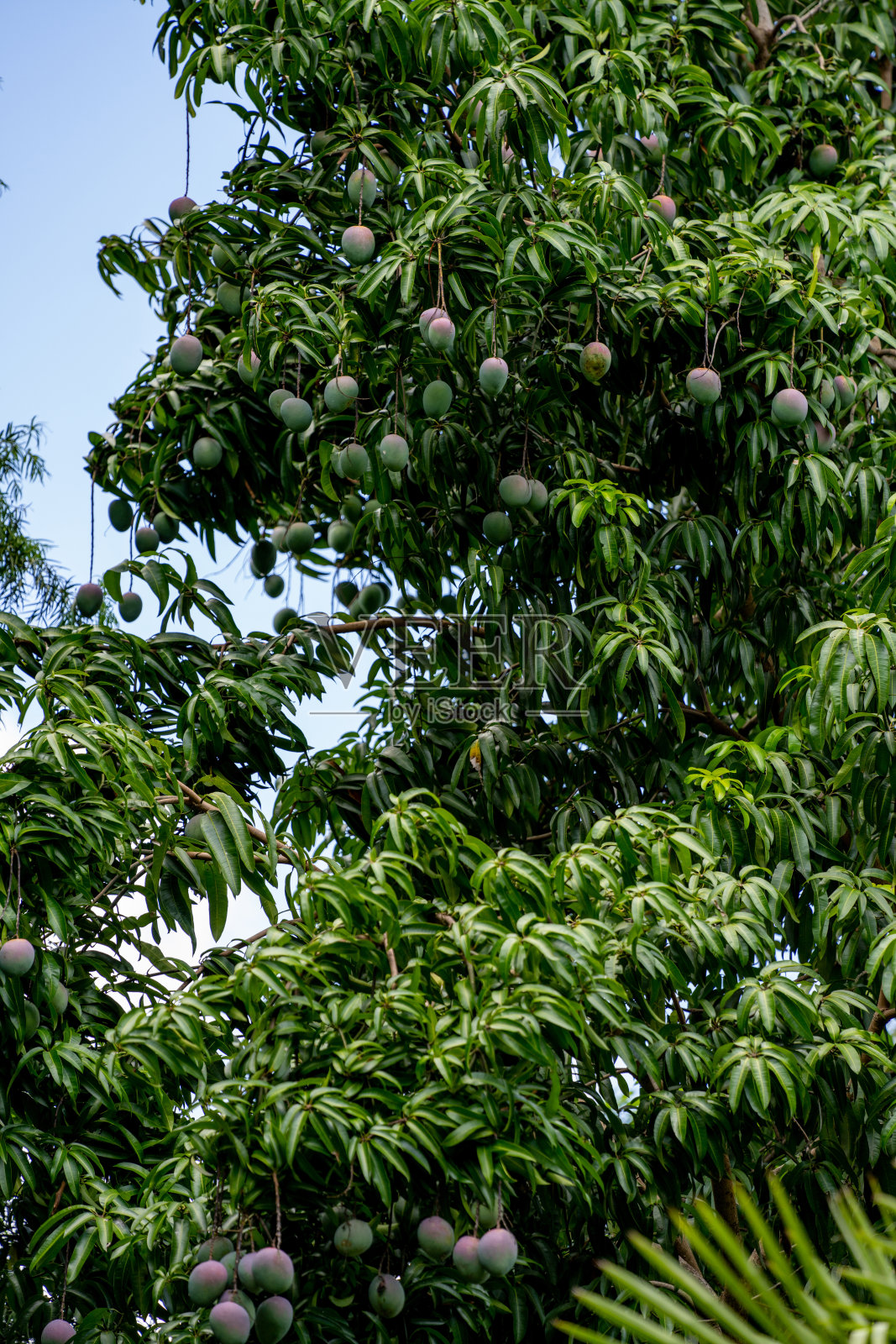 芒果树成熟的果实照片摄影图片