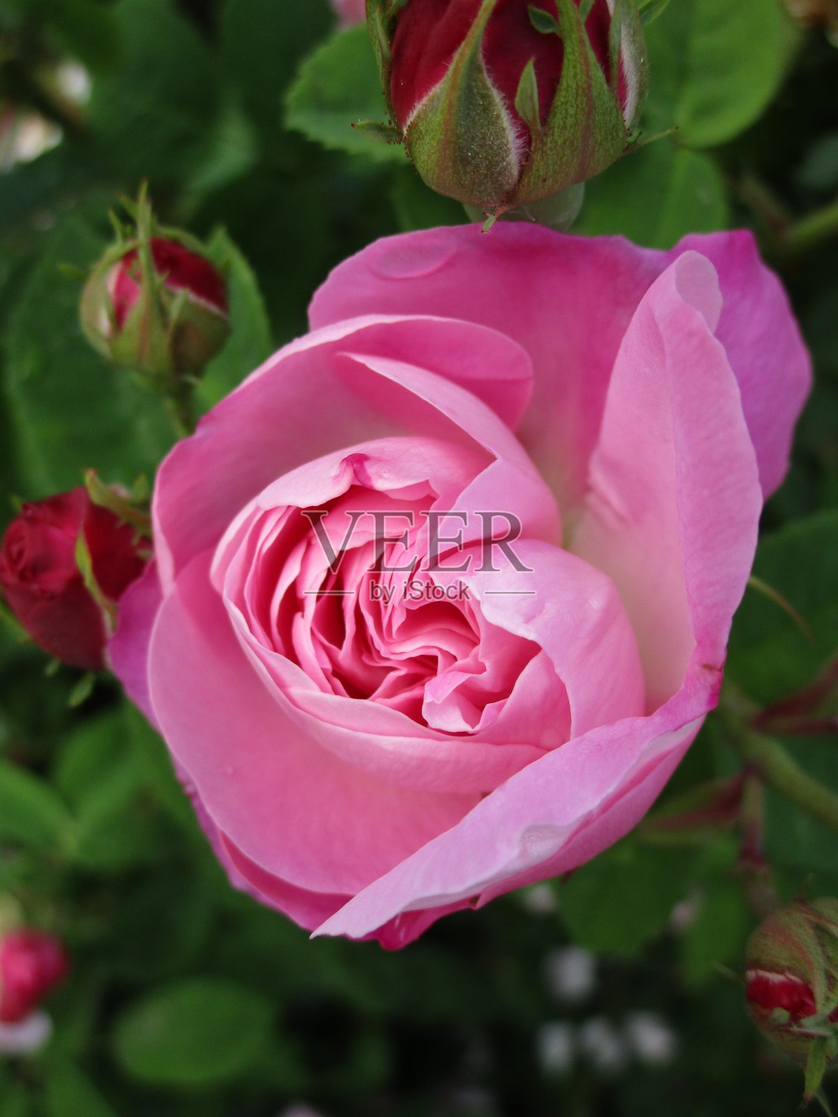 明亮甜美的粉红玫瑰特写2021年6月照片摄影图片