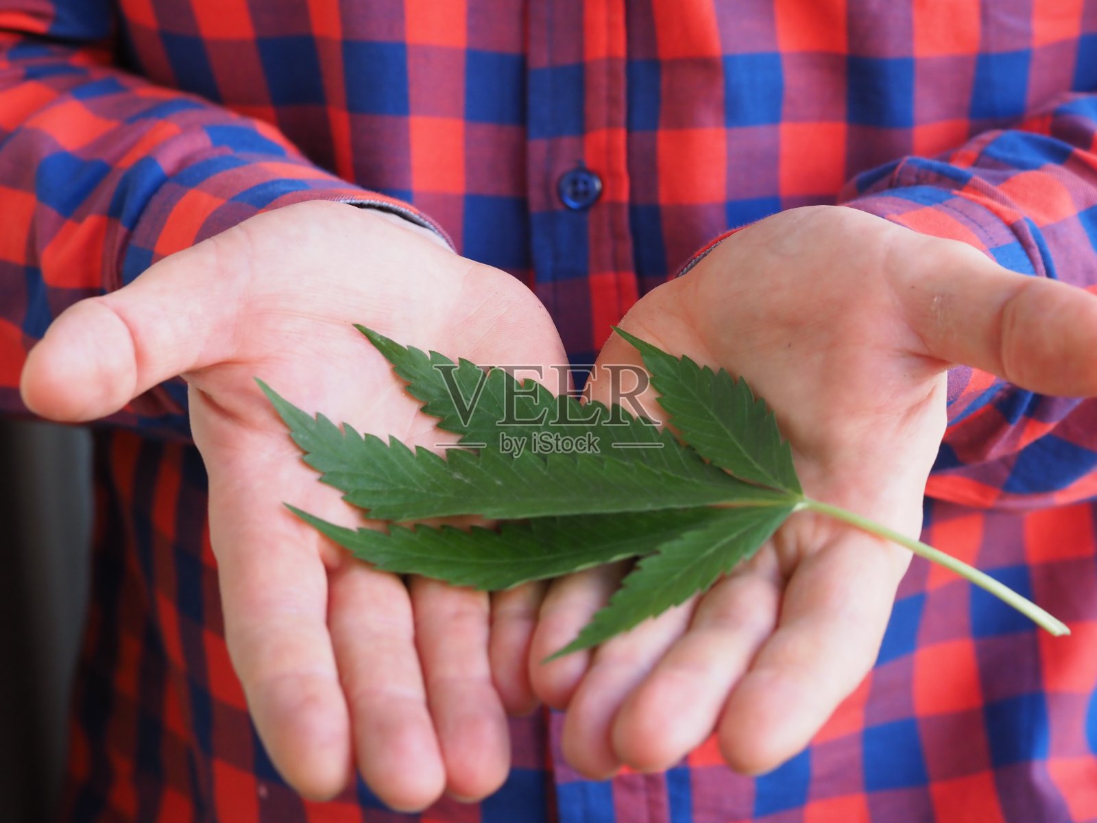 一个农夫的手拿着一片大麻叶子照片摄影图片