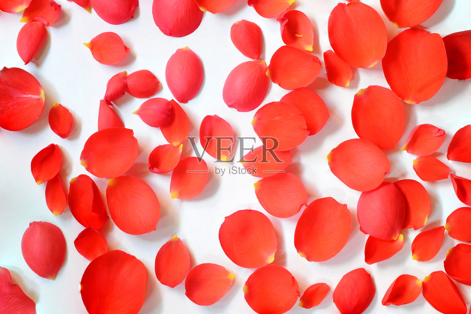 美丽的红玫瑰花瓣照片摄影图片