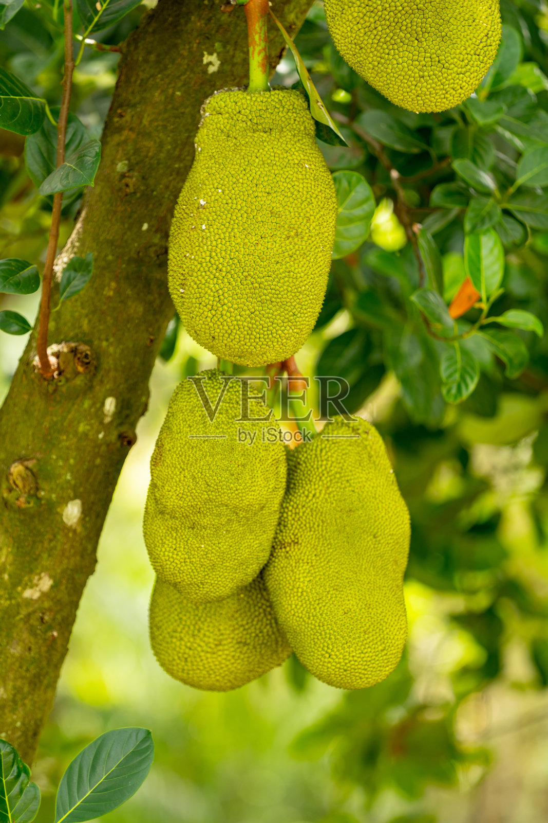 彩色的绿色菠萝蜜照片照片摄影图片