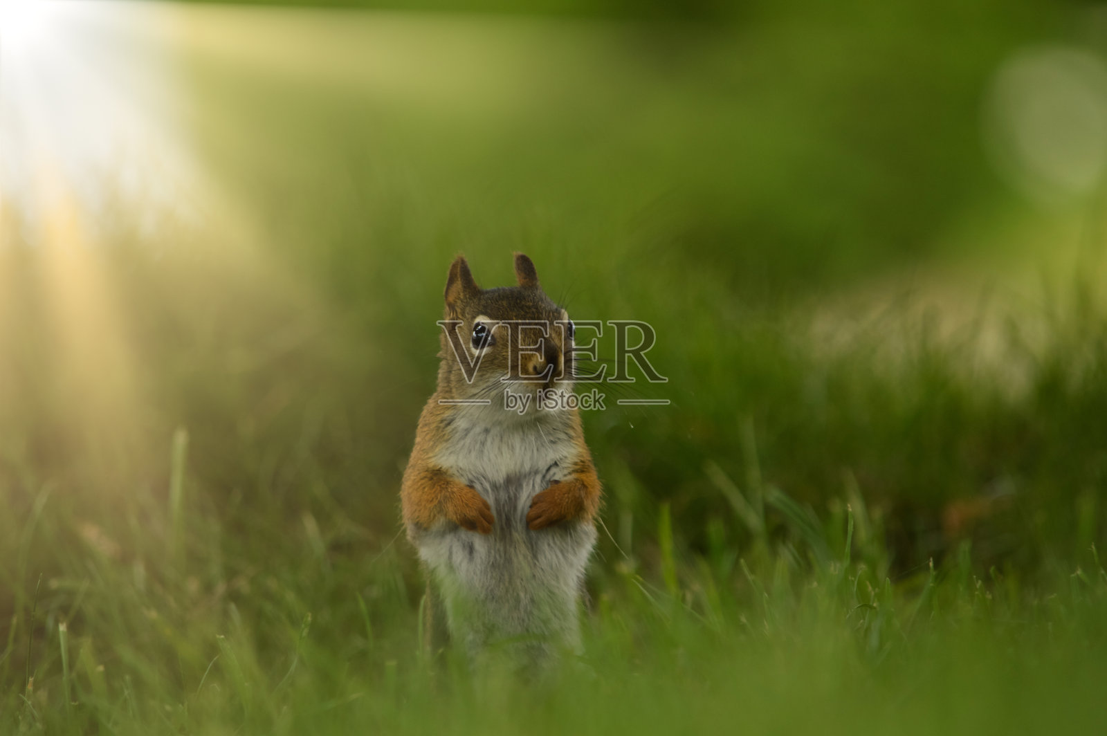 红松鼠照片摄影图片