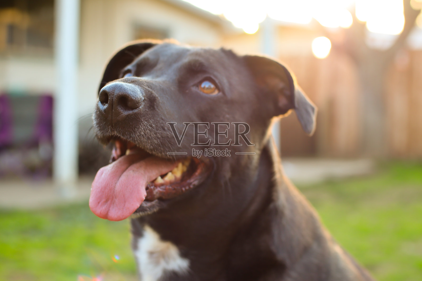 快乐的狗脸照片摄影图片