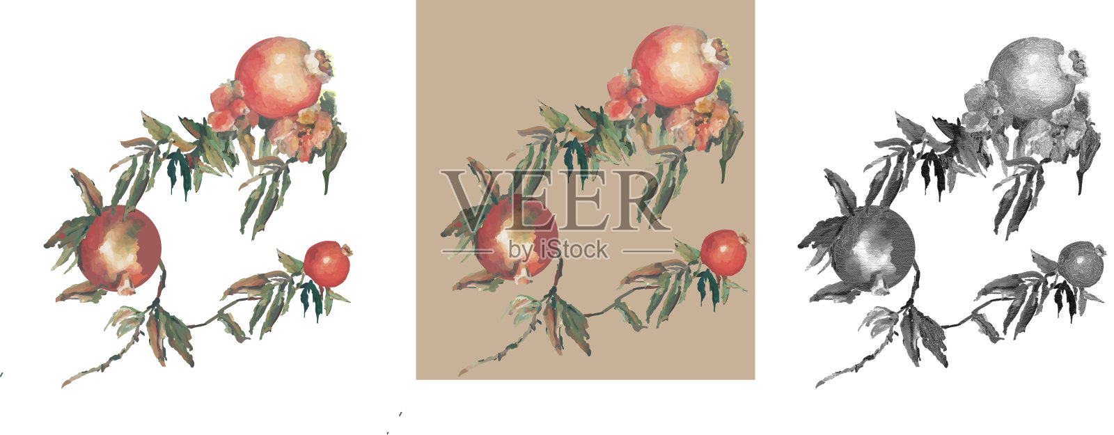 石榴插画图片素材