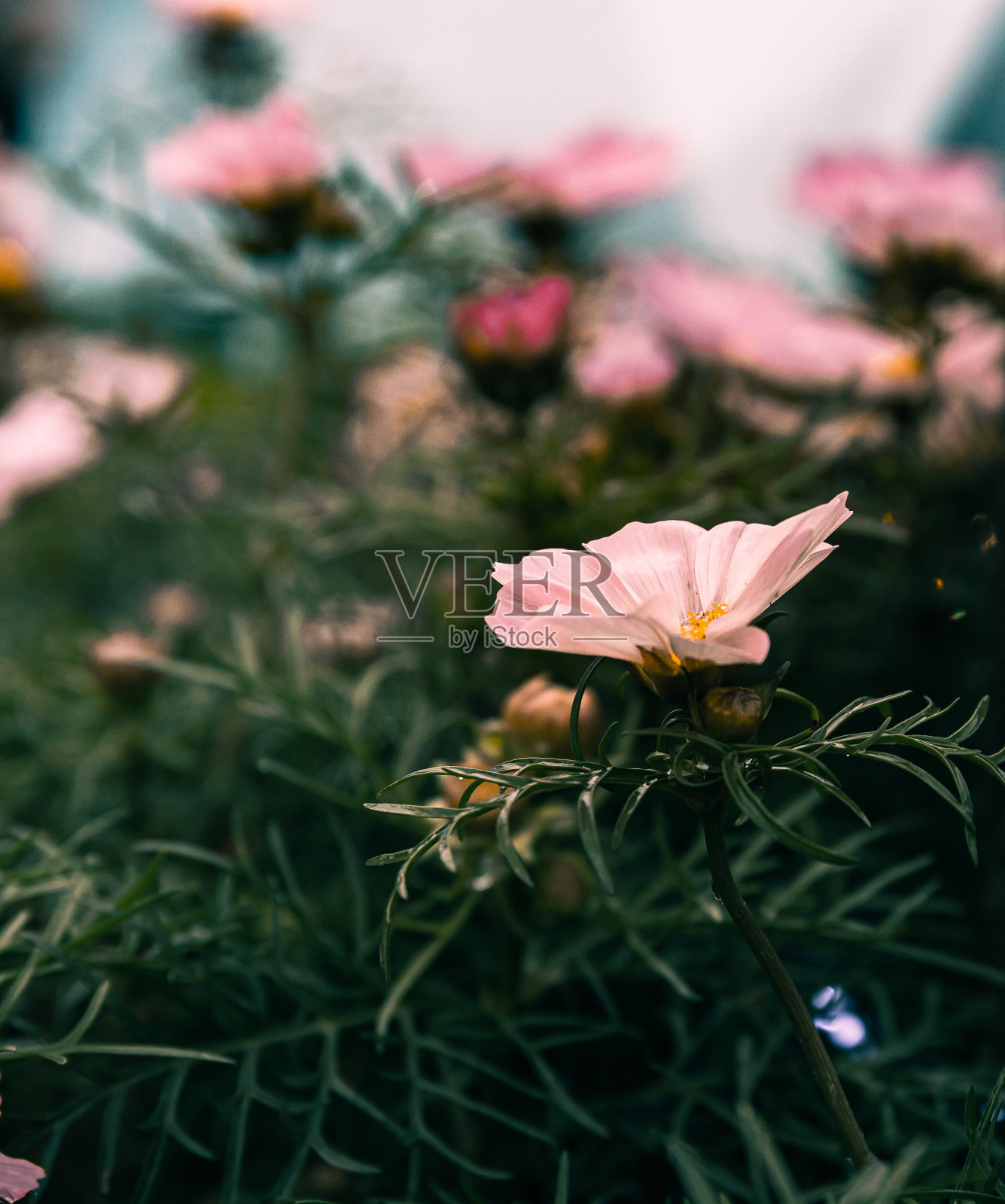 花领域背景。复古风格照片摄影图片
