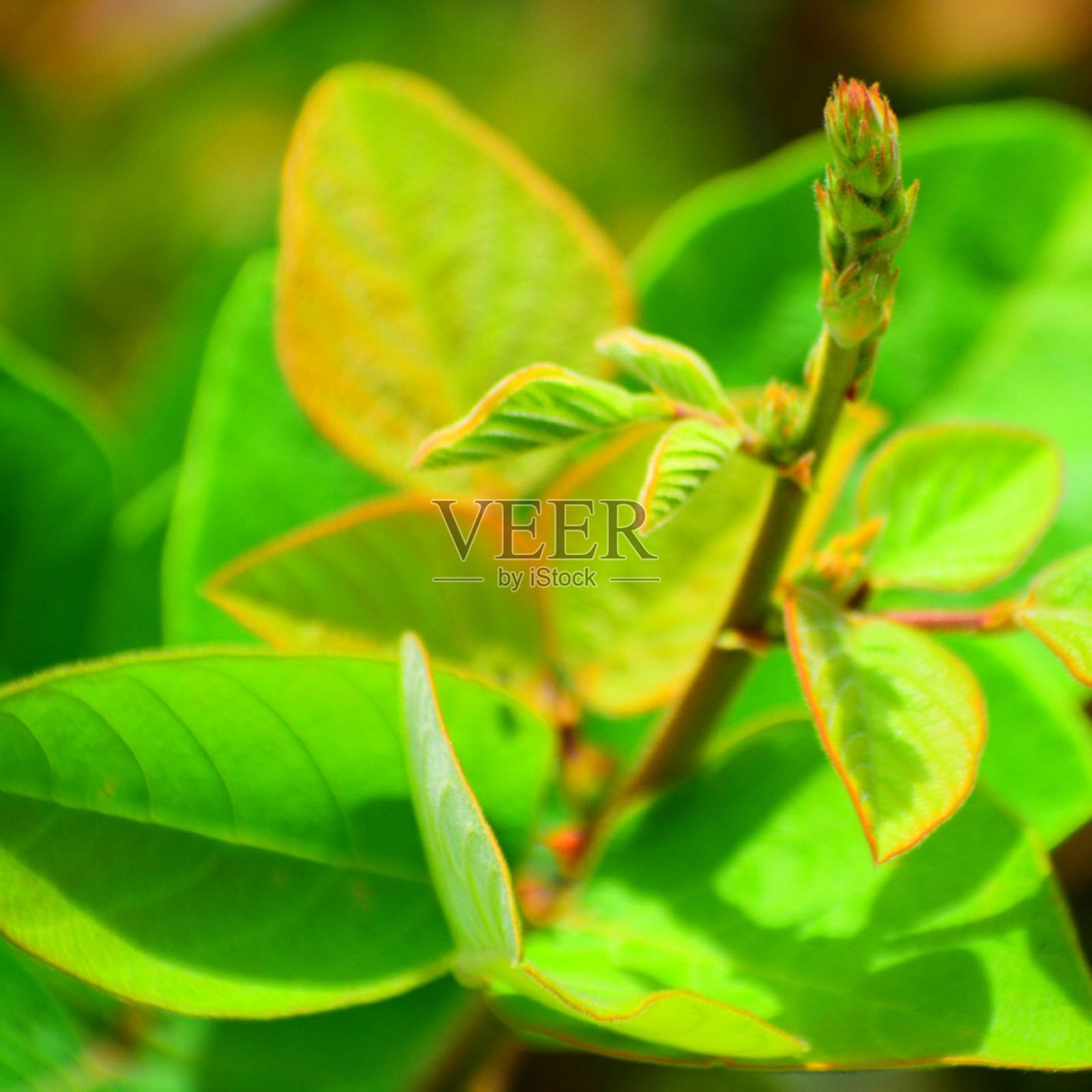 绿色的花照片摄影图片