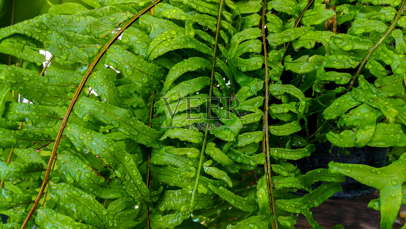 德国，柏林，叶子，绿色，蔬菜照片摄影图片
