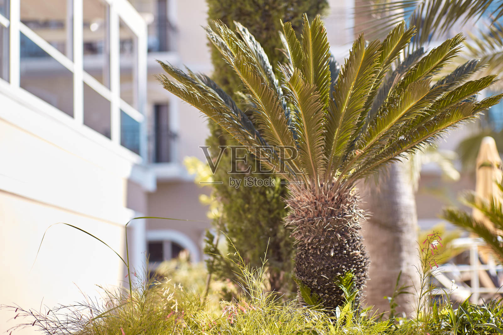 装饰性的棕榈树。旅游、度假的概念背景。夏日天堂，阳光灿烂的夏日。本空间照片摄影图片