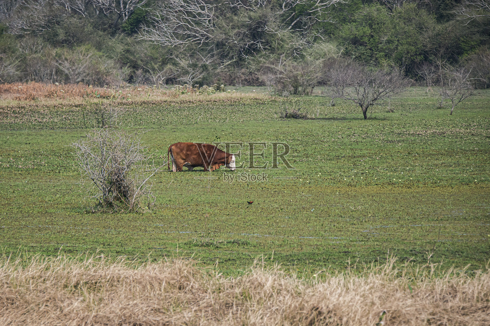 牛在洪水中吃东西照片摄影图片