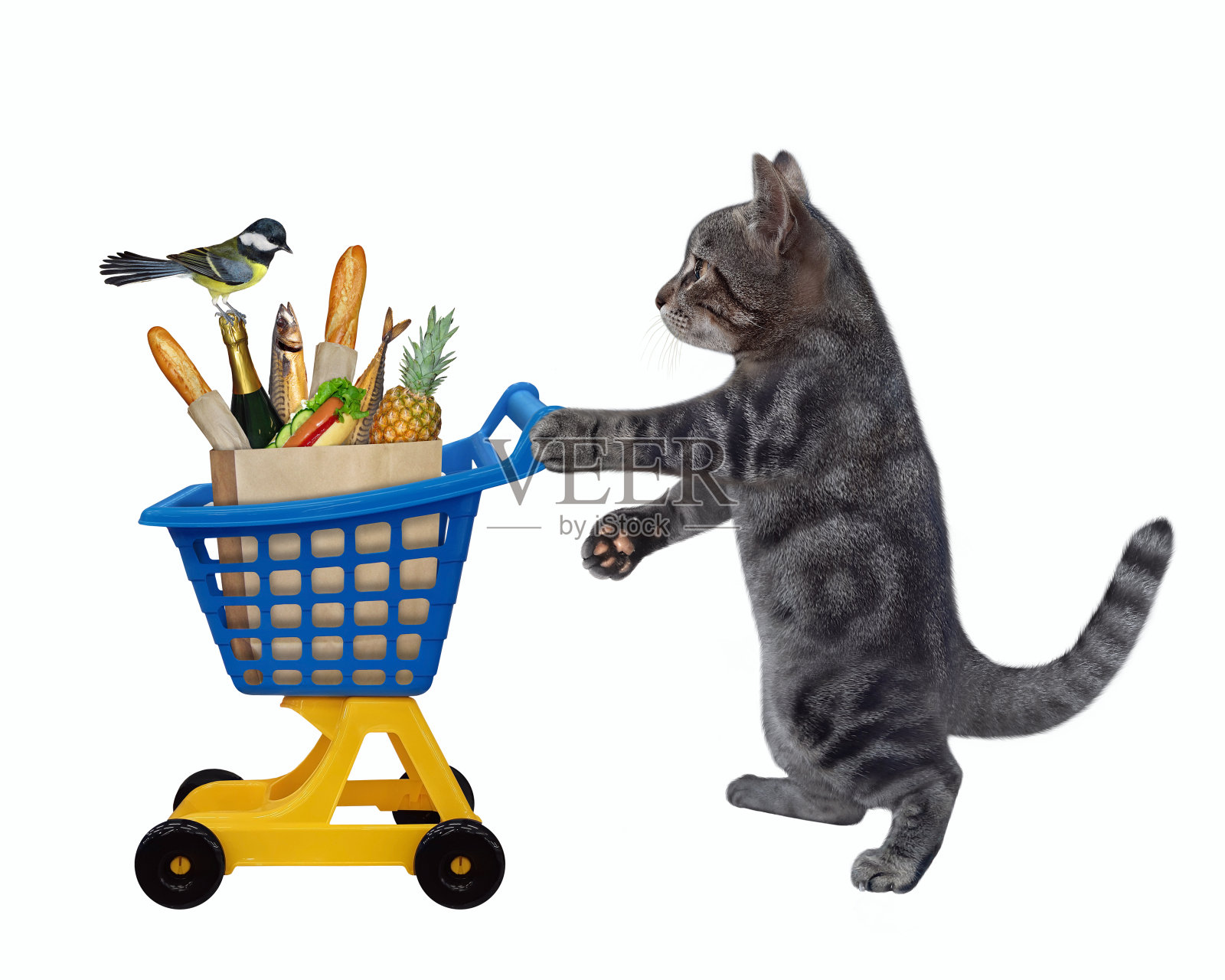 猫灰色推着一辆装着食物的塑料推车照片摄影图片