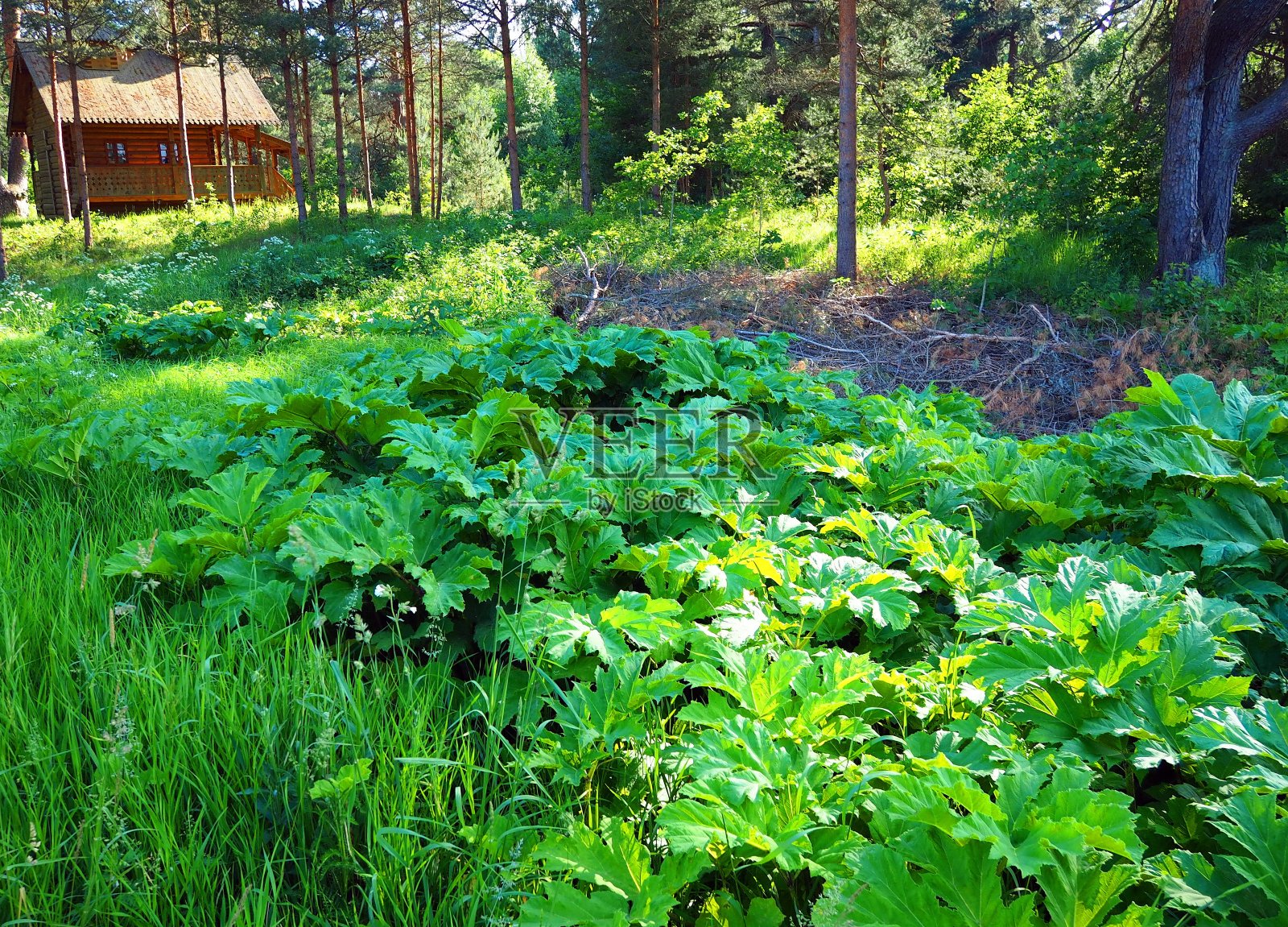 大猪草在夏天生长在田野里。照片摄影图片