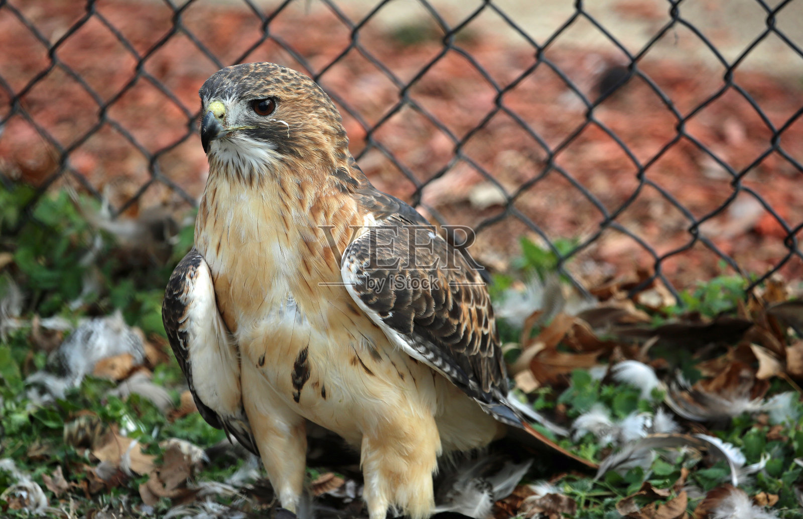 红尾鹰照片摄影图片