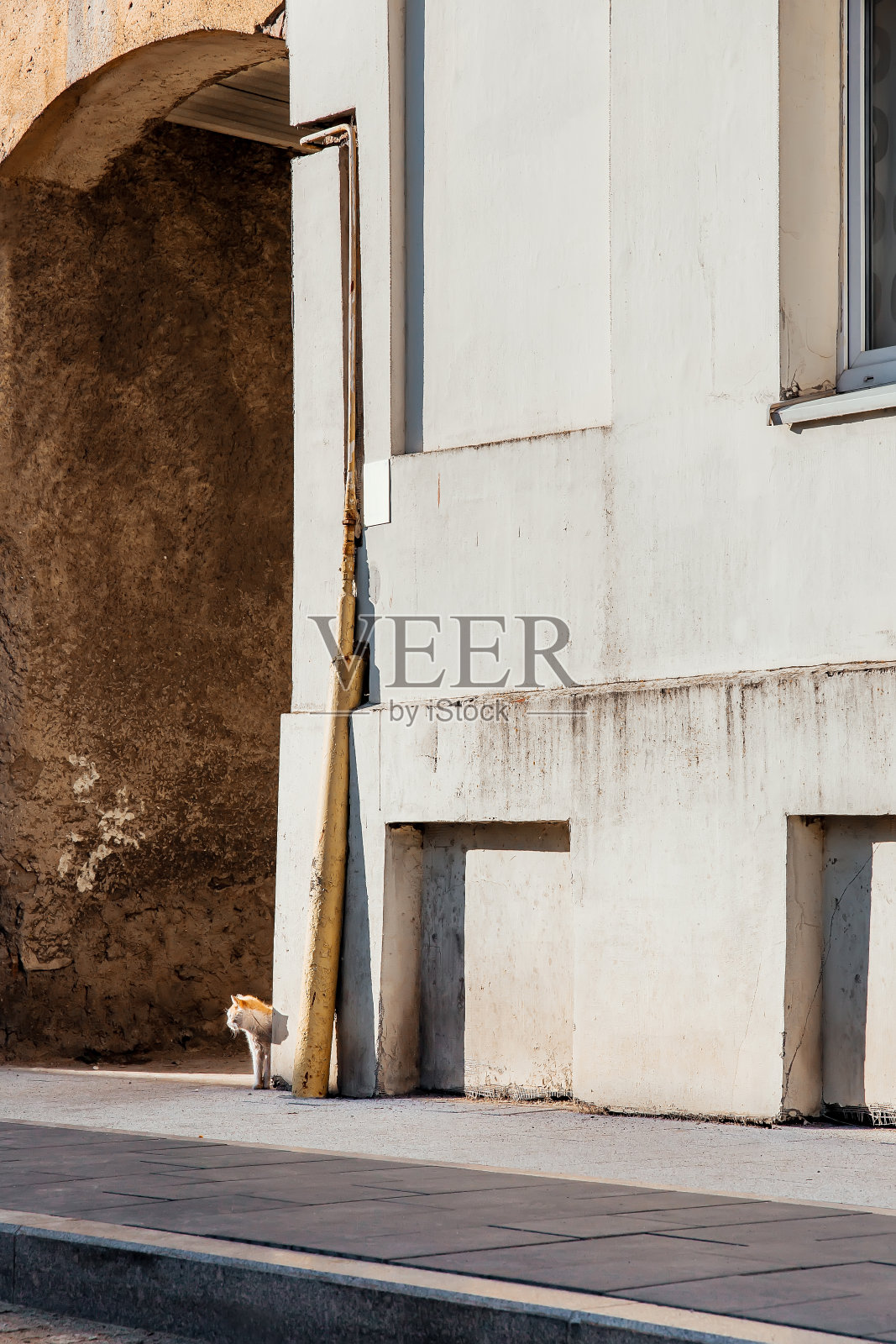 小姜街的猫在屋角张望。流浪动物问题概念。照片摄影图片