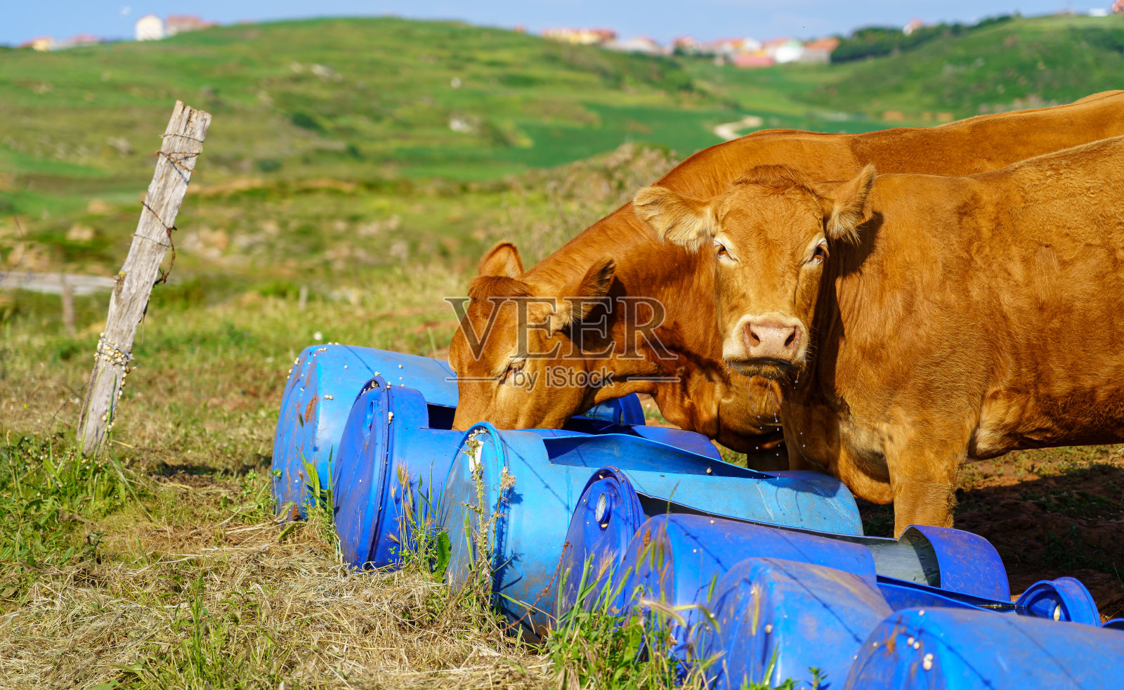 牛在绿色的田野里吃着饲料。照片摄影图片