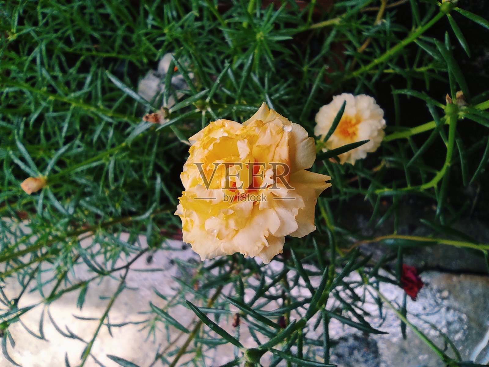 日本黄色玫瑰照片摄影图片