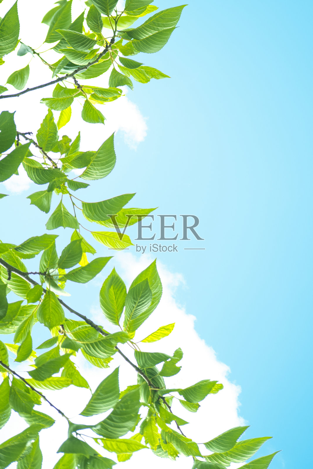 绿叶和蓝天照片摄影图片