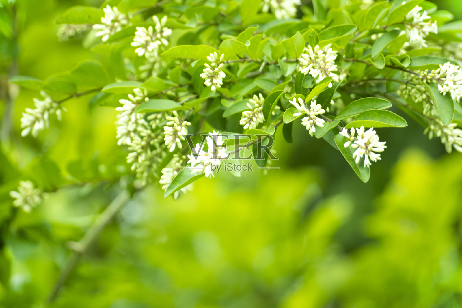 鲜绿叶背景照片摄影图片