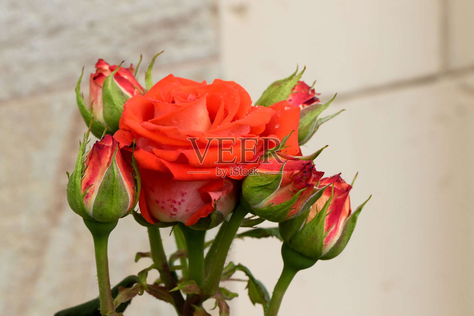 大，芳香，豪华，橙色玫瑰，花蕾与深色叶的玫瑰灌木在春天。夏天在花园的玫瑰丛中种植玫瑰花。花backgrou照片摄影图片