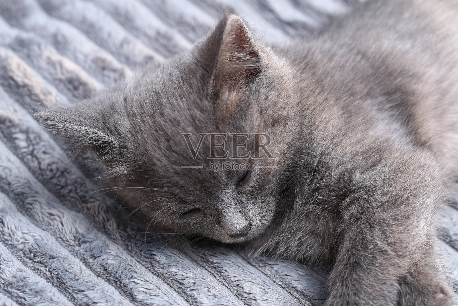 一只灰色的小猫在玩完游戏后睡着了。睡觉的猫。照片摄影图片