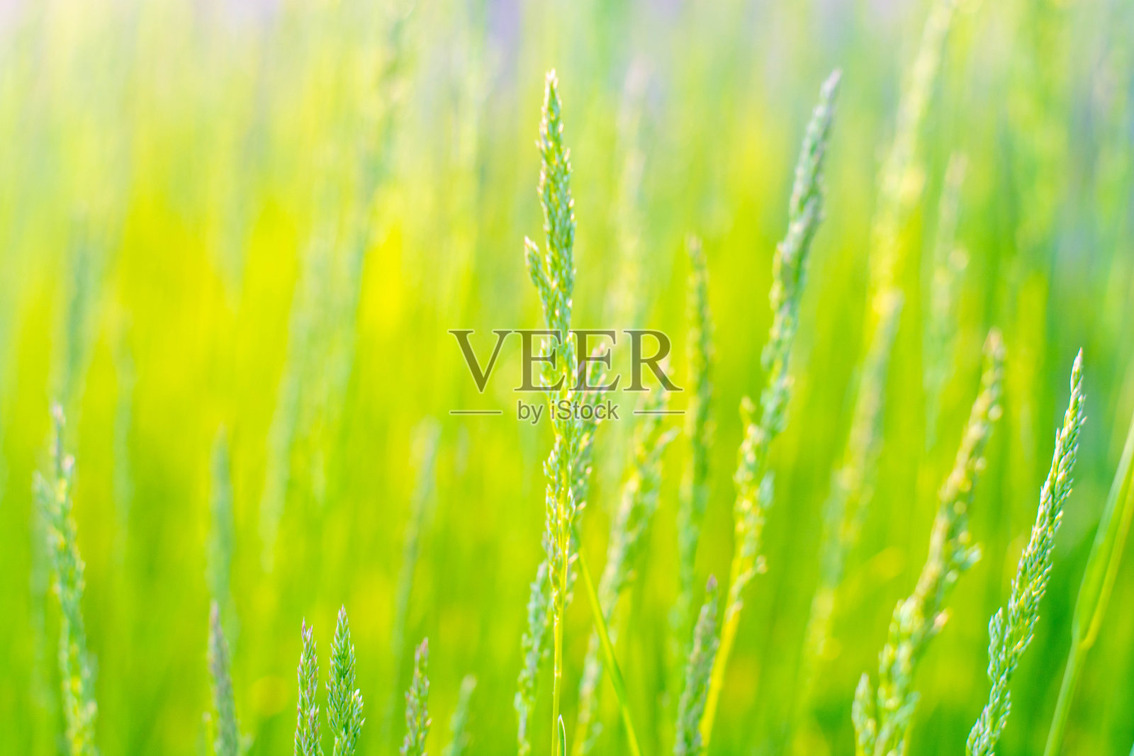 日落时的草地。夏日的绿草近在咫尺，夕阳西下。照片摄影图片