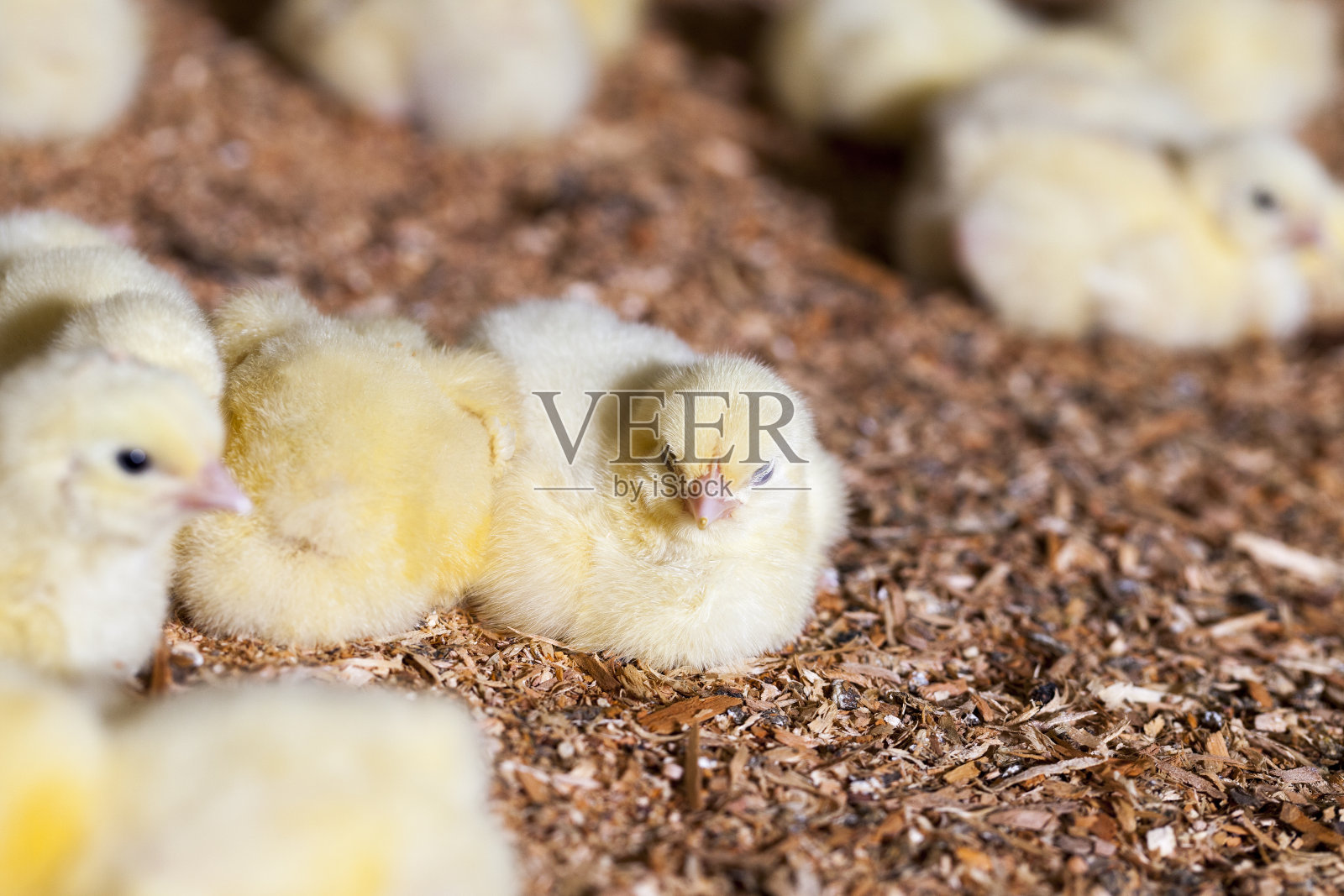 家禽农场的小鸡，特写照片摄影图片