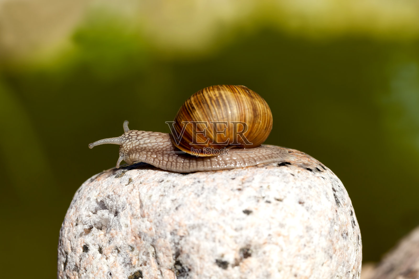 葡萄蜗牛在它的领地上爬行照片摄影图片