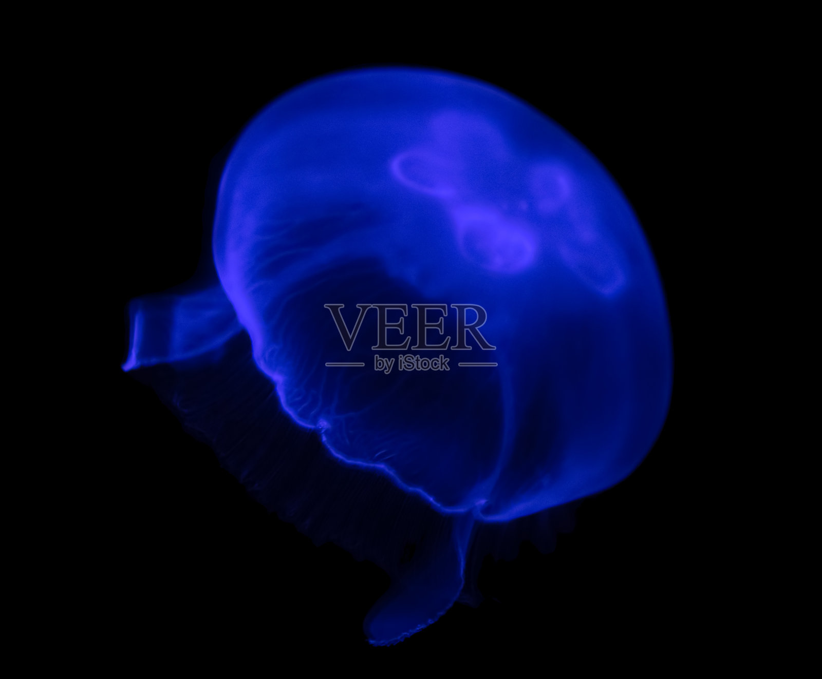 蓝色小水母孤立在黑色上照片摄影图片