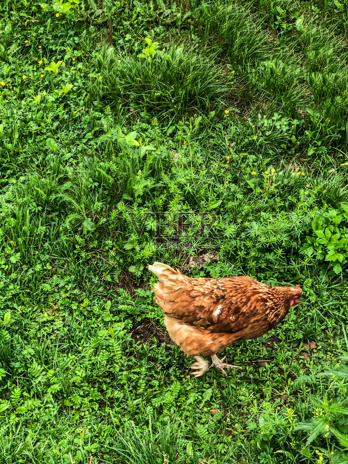 32、夏天鸡在草地上走，家庭经济，鸡肉照片摄影图片