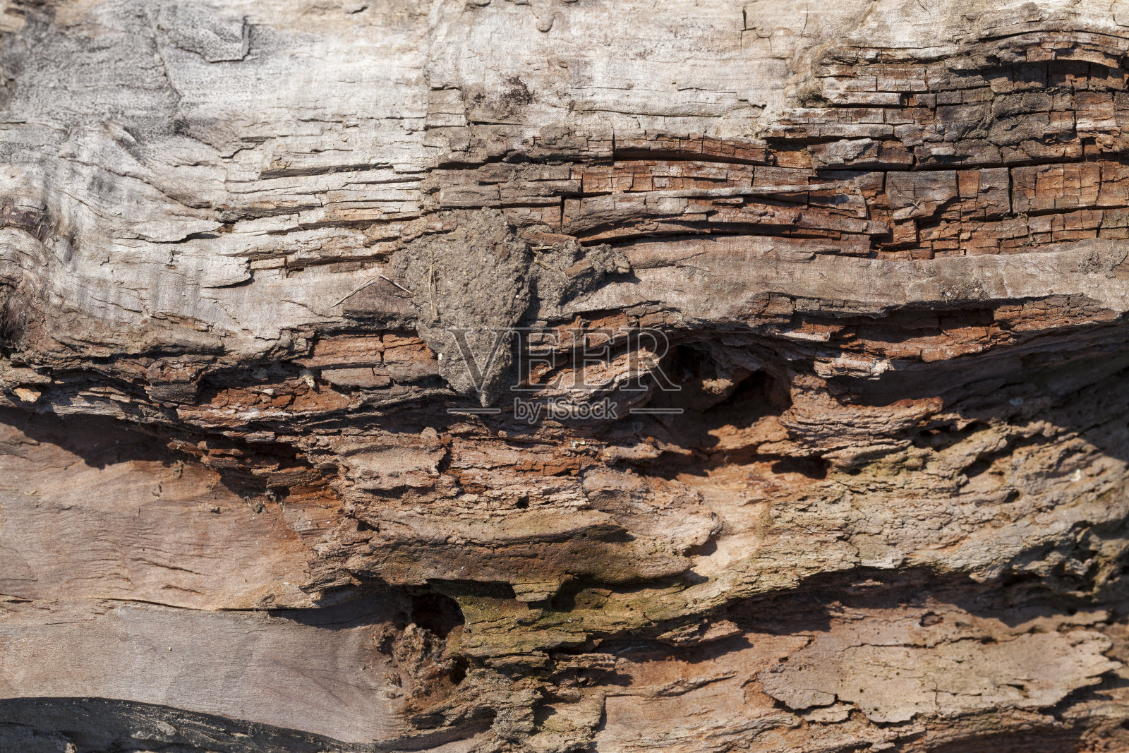 木质表面及其结构照片摄影图片