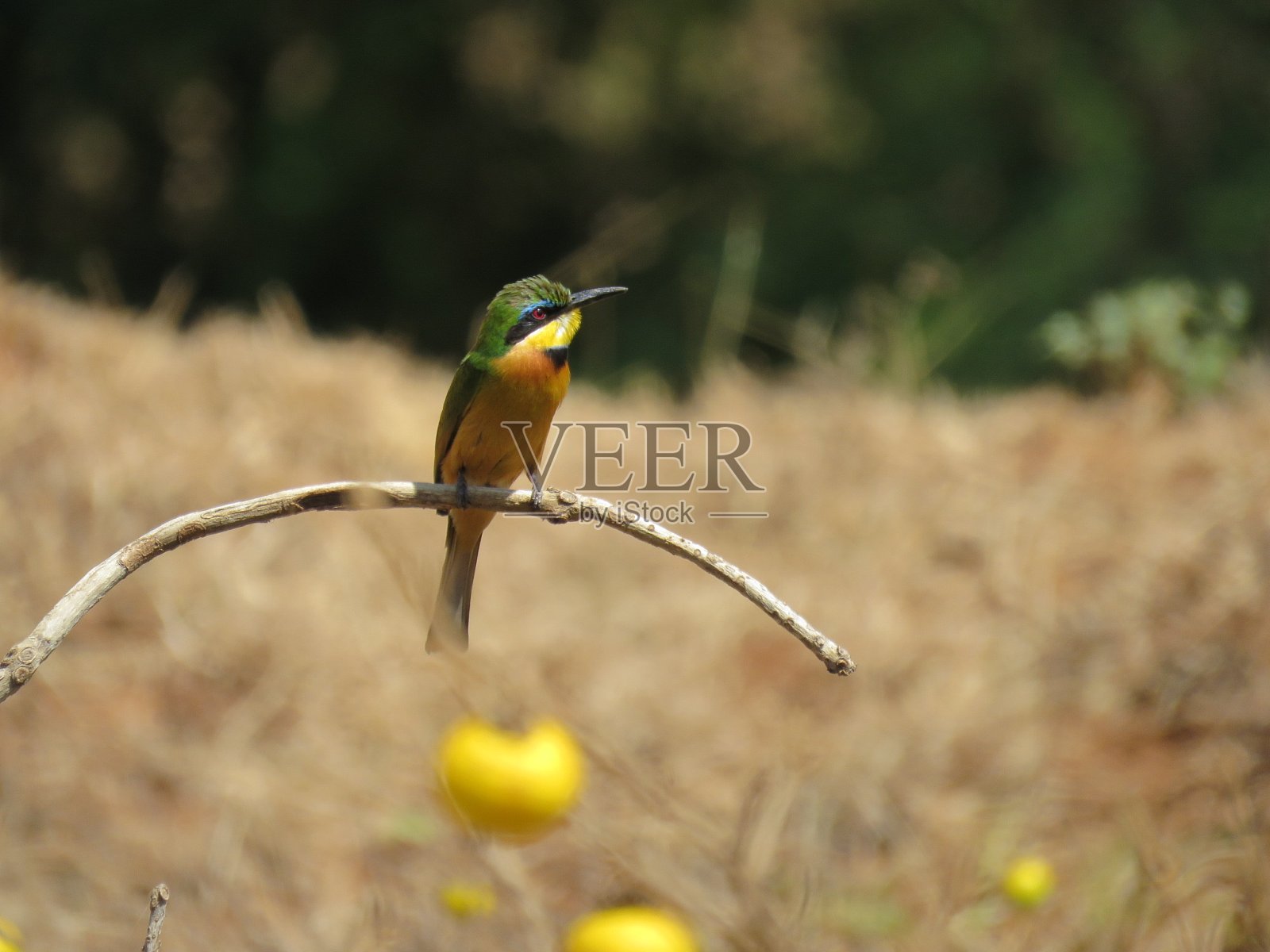 小蜜蜂吃照片摄影图片