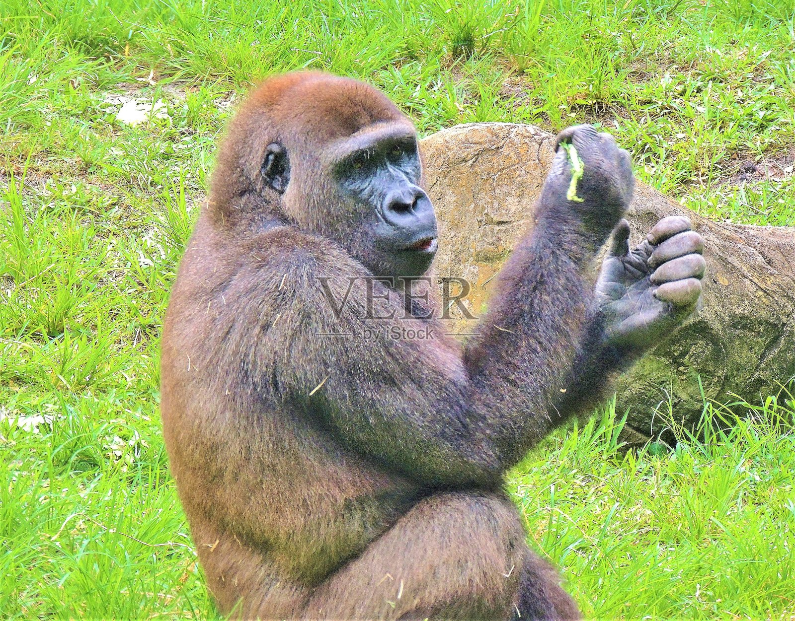 富有表现力的大猩猩照片摄影图片