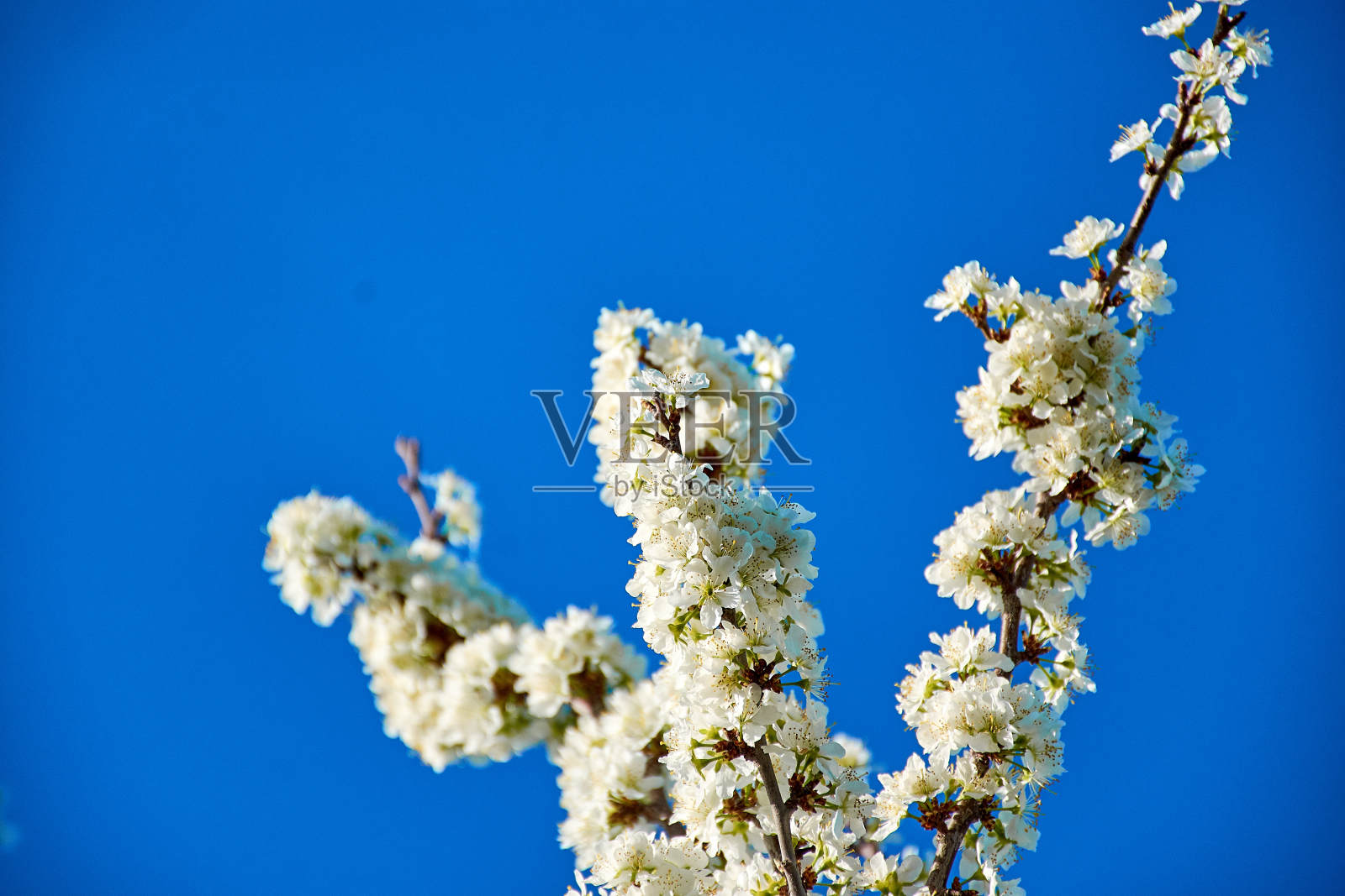树木竞技场开花在春天的一个完美的日子与蓝天。照片摄影图片