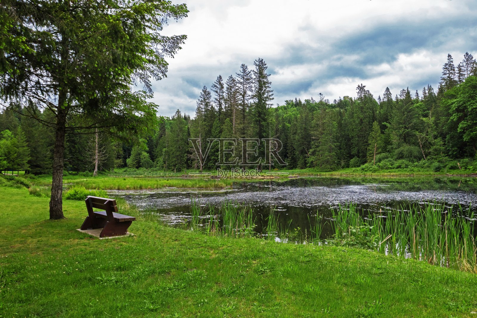 自然公园里的森林湖照片摄影图片