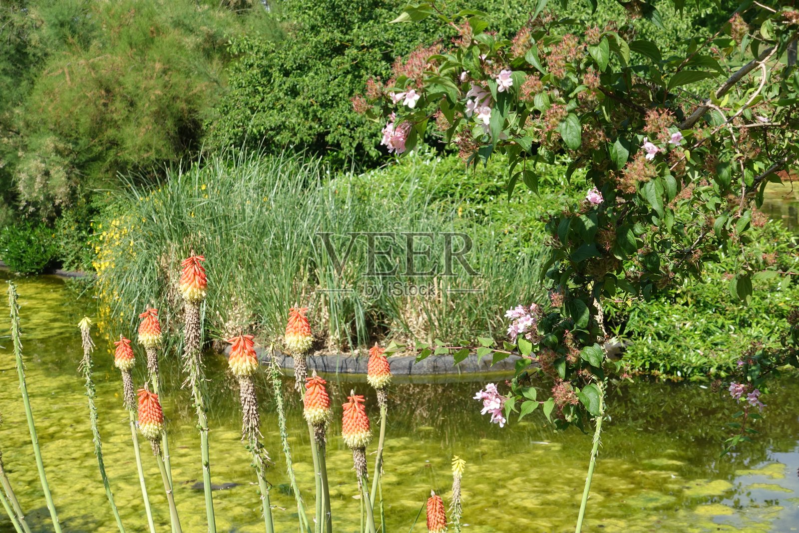 池塘公园充满了奇异的植物在巴黎地区的春天季节照片摄影图片