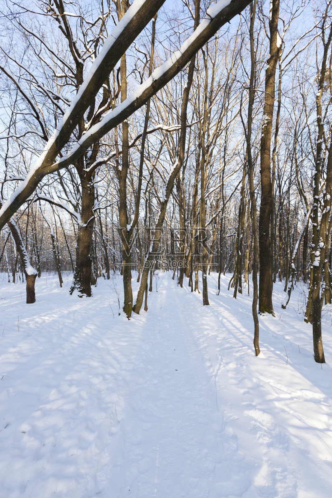 不同品种的无叶落叶树照片摄影图片