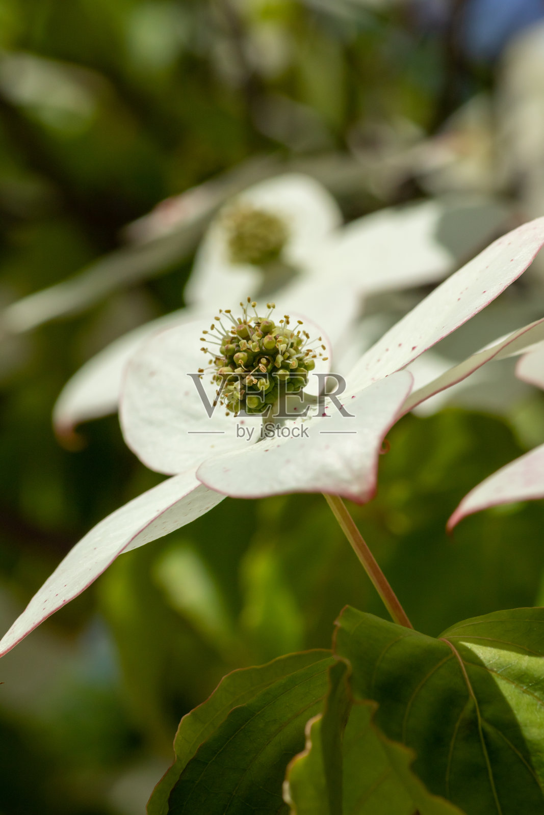 白花盛开的特写照片摄影图片
