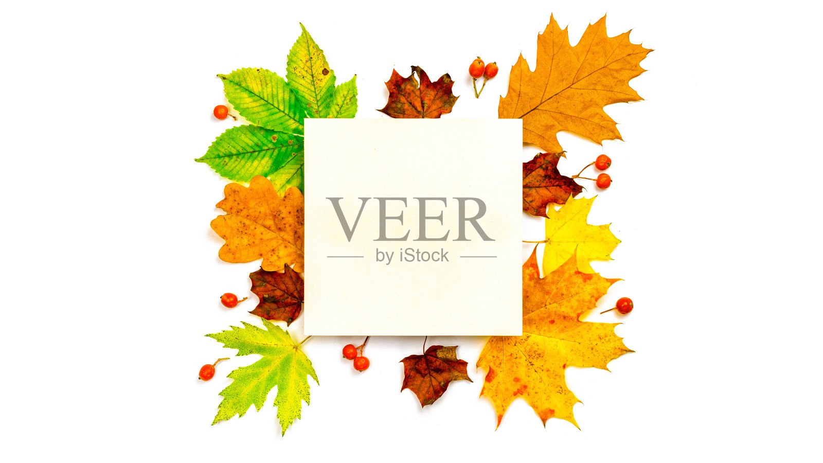 秋天的落叶。干燥的绿叶，黄叶和红浆果的形状框架孤立在白色背景空白文字。创意俯视图平铺秋构图。照片摄影图片