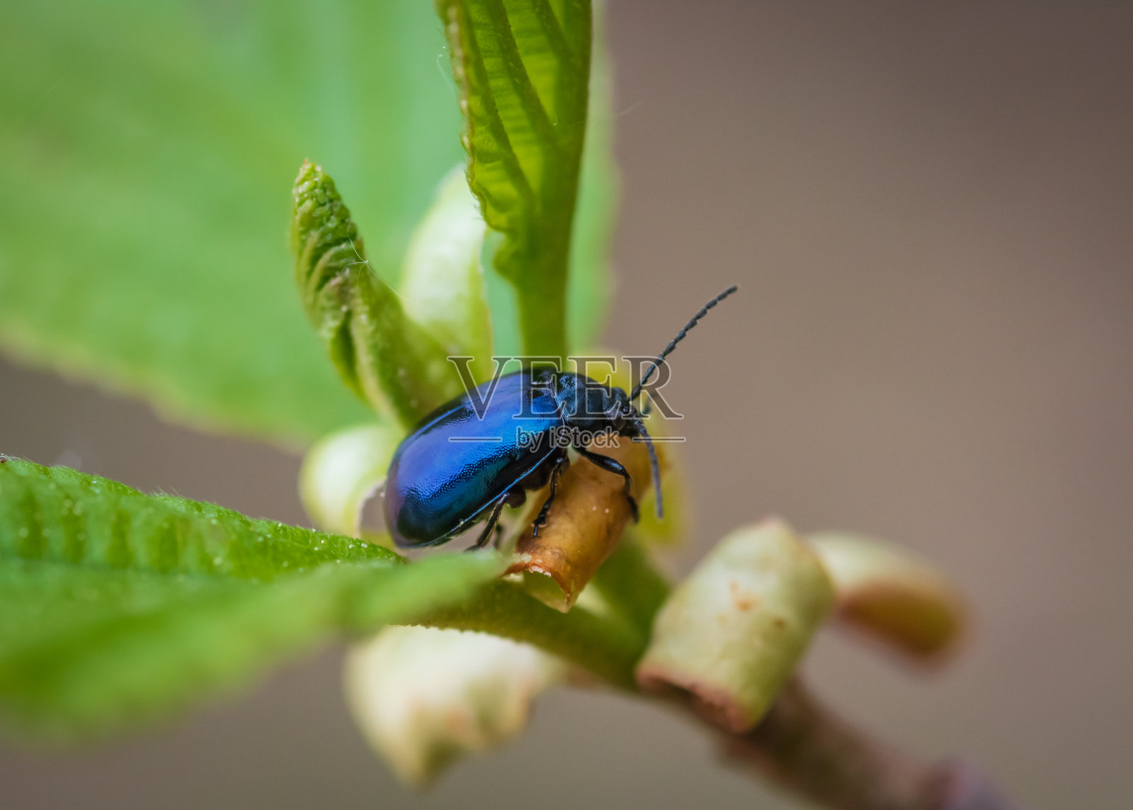 赤杨叶甲虫在绿赤杨叶上照片摄影图片