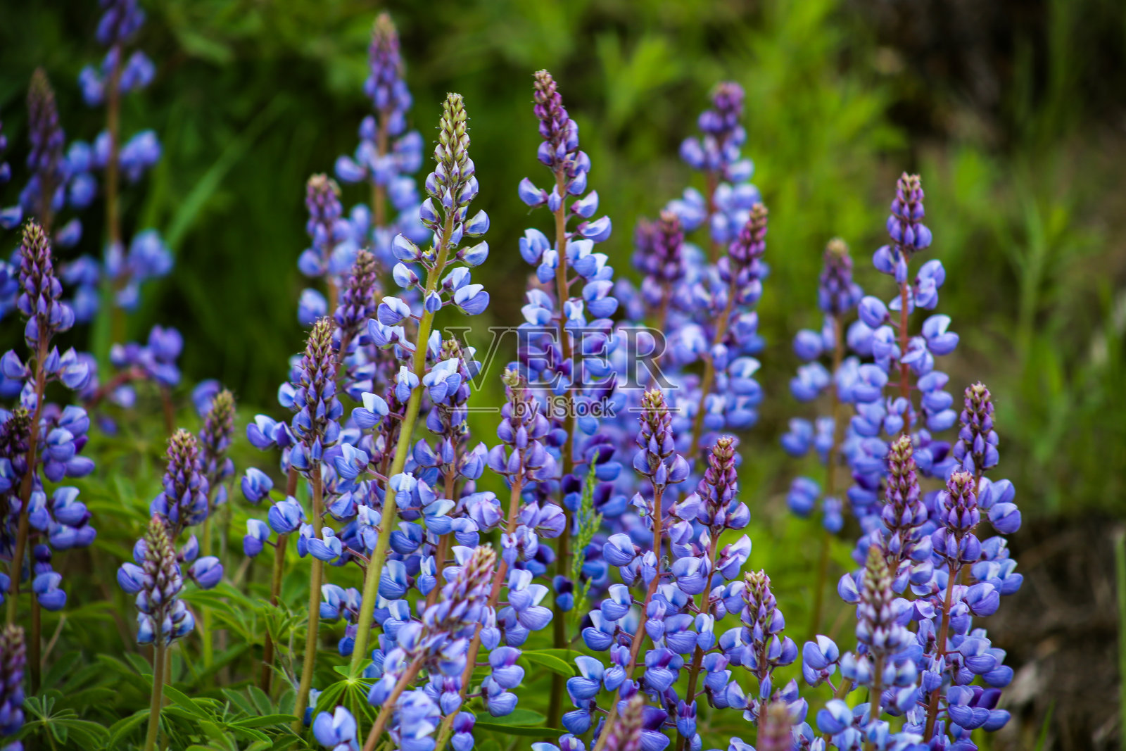 盛开的紫色花朵照片摄影图片