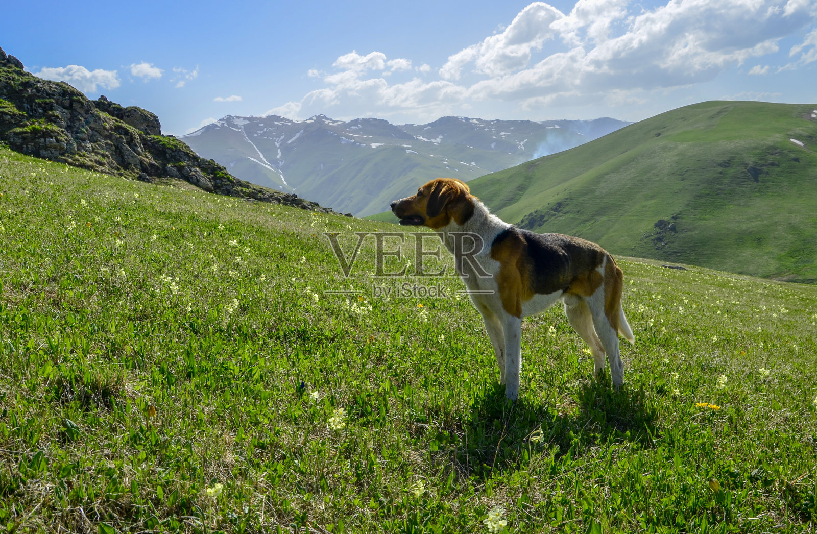 爱沙尼亚的猎犬照片摄影图片