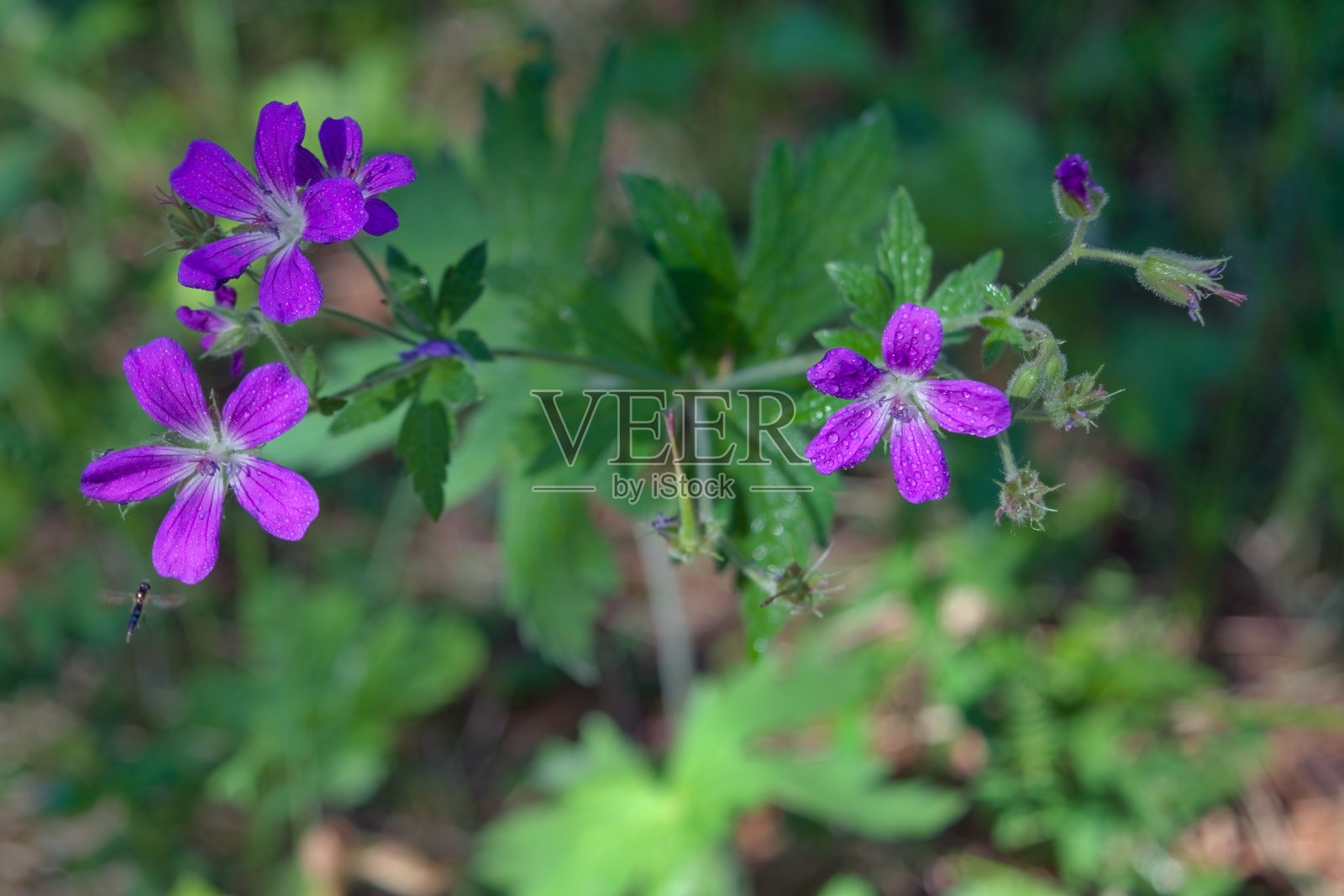 森林天竺葵、林地天竺葵是天竺葵科的一种耐寒开花植物。照片摄影图片