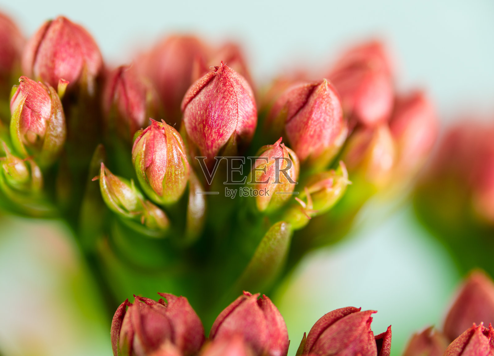 奇妙的小红花正在萌芽。照片摄影图片