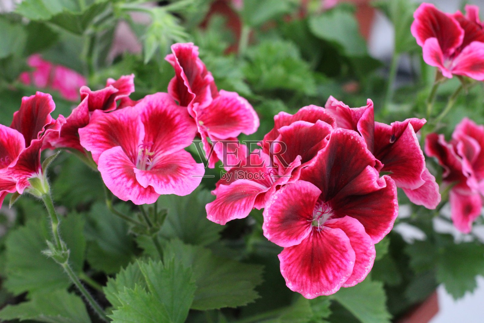 花和自然照片摄影图片