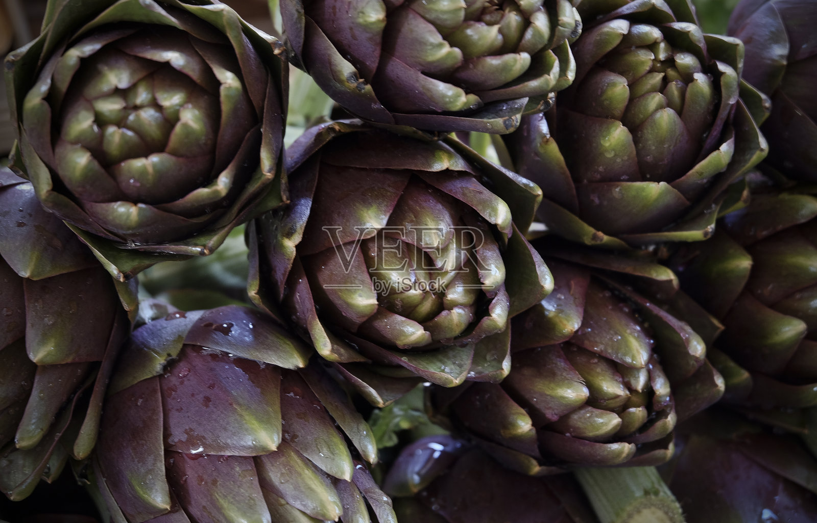 洋蓟的特写照片摄影图片