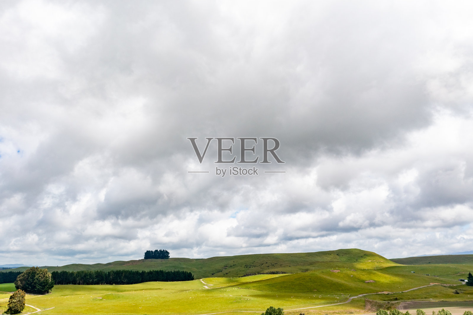 一群羊在绿色农场吃草，49号州公路，新西兰照片摄影图片