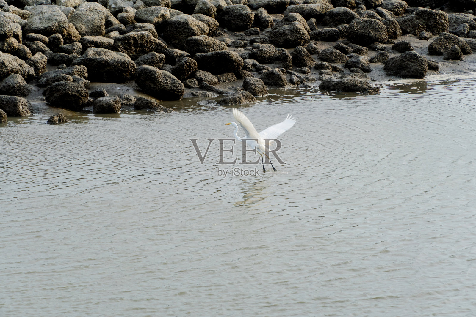 他钓完鱼后，海鸥飞了起来。照片摄影图片