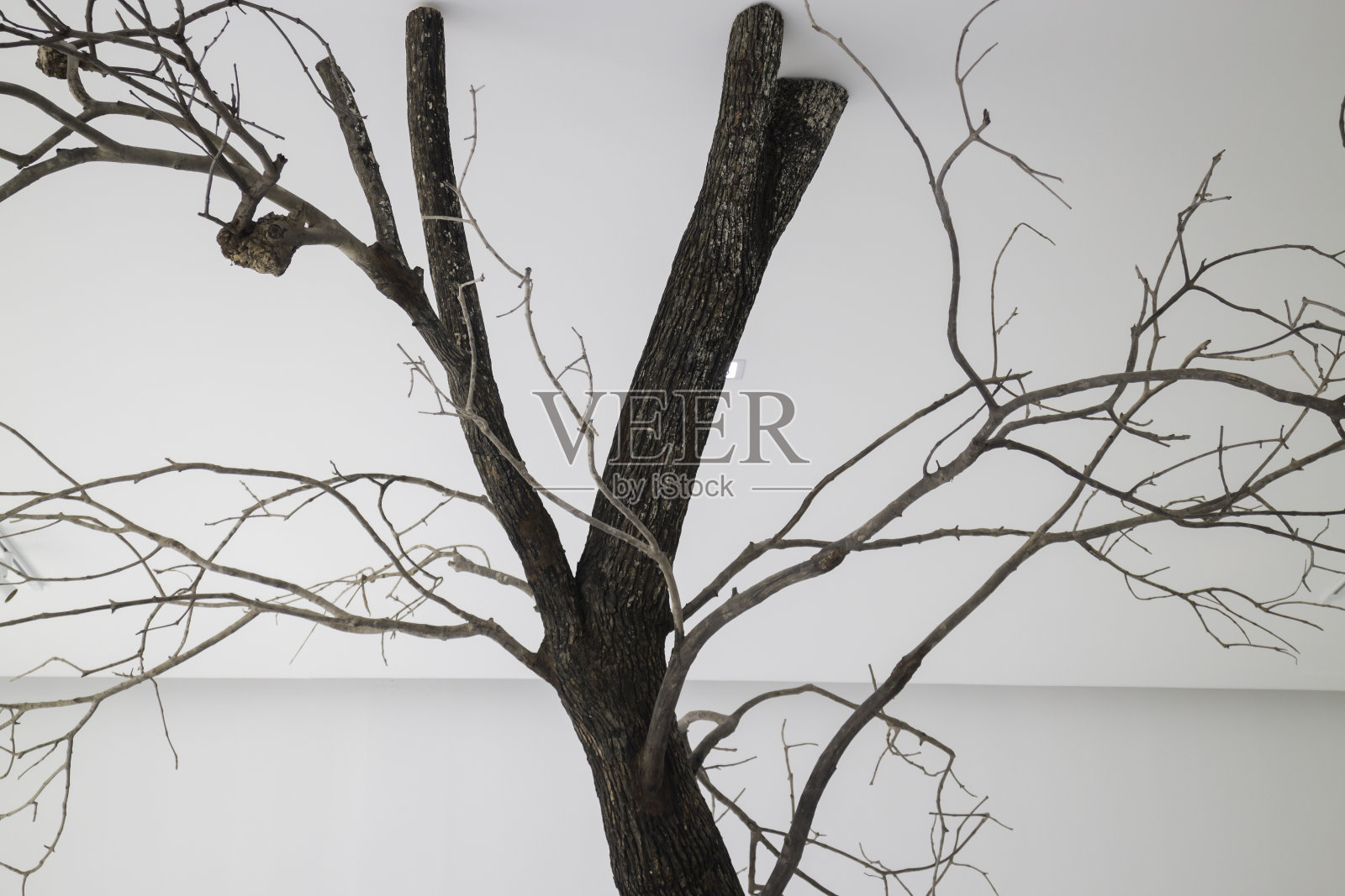 咖啡馆里装饰着树枝照片摄影图片